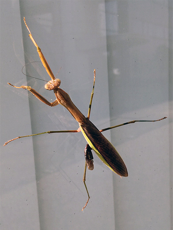 カマキリ